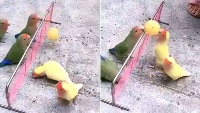 Birds playing volleyball