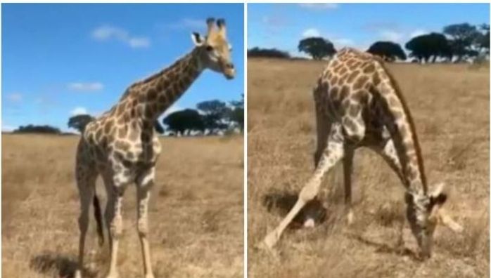 Giraffe eating grass has gone viral