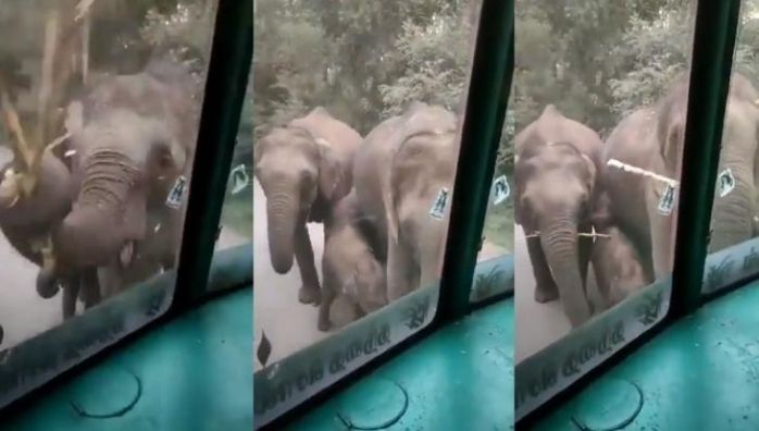Elephant eating sugarcane from truck viral video