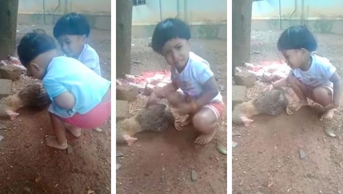Little cute girl with hen viral video