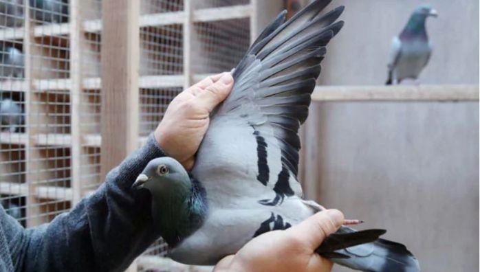 Belgian Racing Pigeon "New Kim" Sold For Record Price