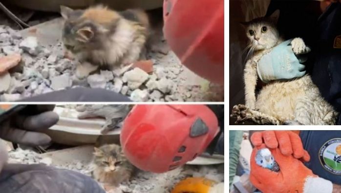 Animal survivors of the earthquake in Turkey