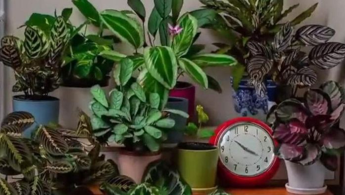 Plants move in a 24-hour time-period