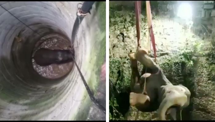 Elephant trapped in well rescued after 16 hour rescue operation