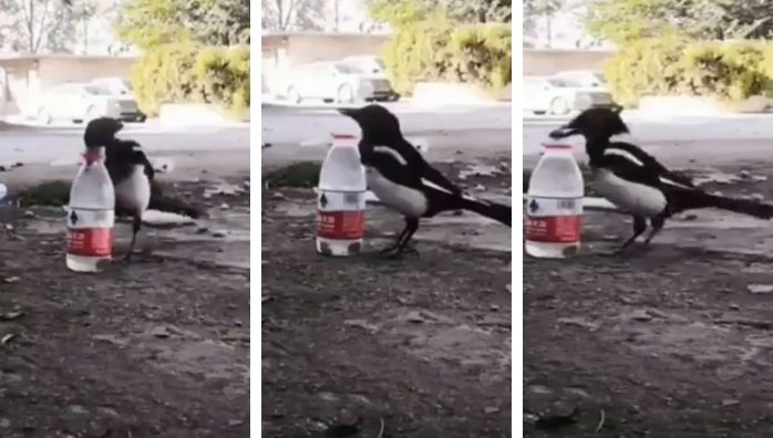 Clever bird uses physics to get water