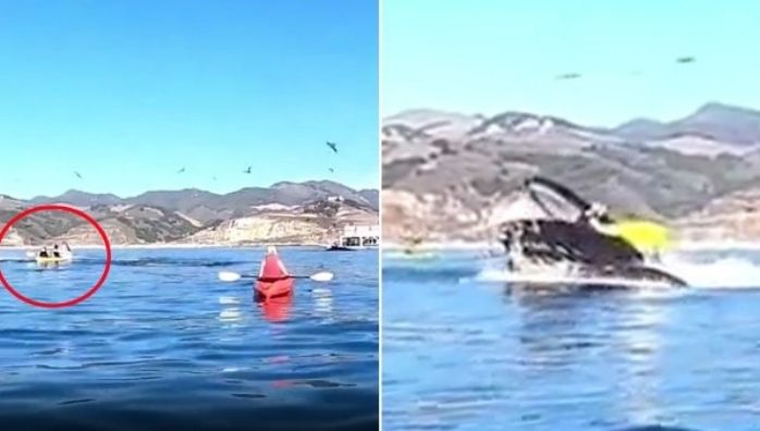 Kayakers swallowed by humpback whale