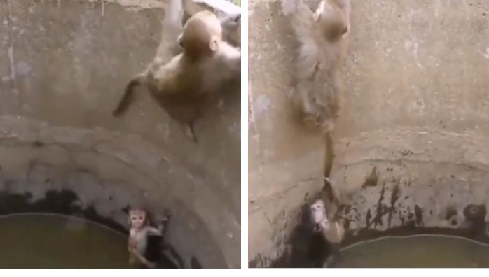 Monkey Rescue Viral video