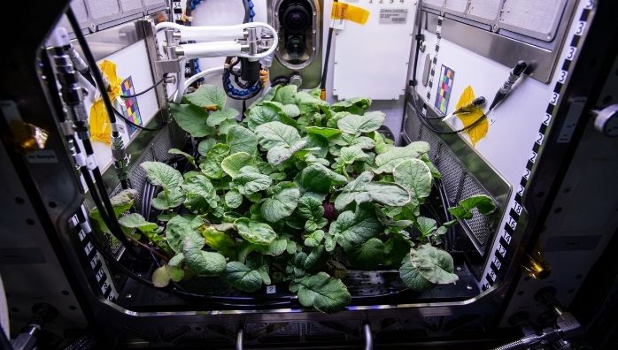 NASA Grows Radishes In Space Under Microgravity
