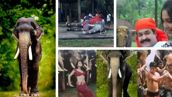 Mangalamkunnu Karnan - Mollywood and Bollywood star among elephants
