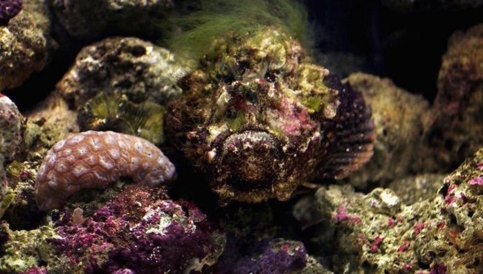 Stonefish is a species of venomous fish