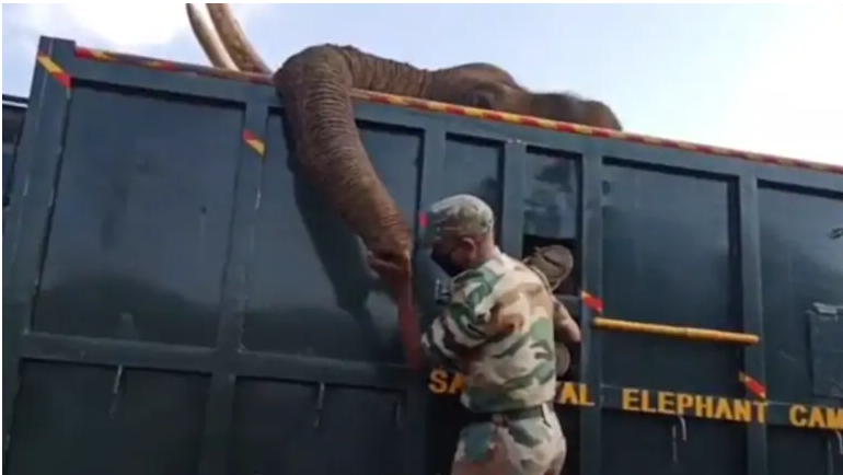forester bids emotional goodbye to dead elephant