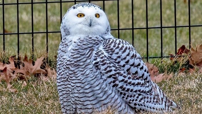 snowy owl spotted after 130 years