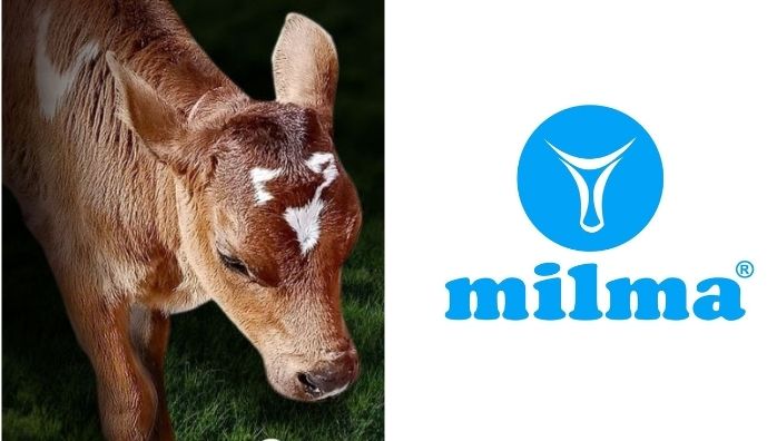 Milma logo on forehead calf
