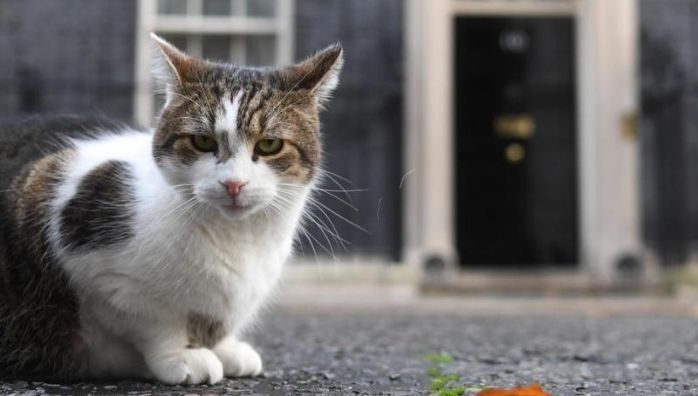 Larry the Cat celebrates a decade at 10 Downing Street
