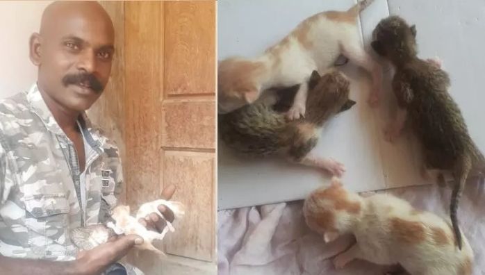 Young man rescued four kittens from dead cat