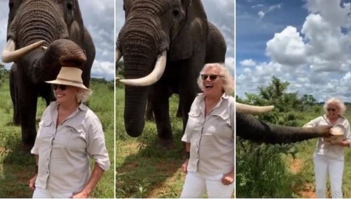 Elephant steals woman's hat only to return it later