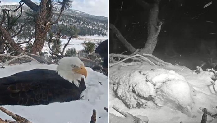 Bald eagle keeps her egg in a snow storm