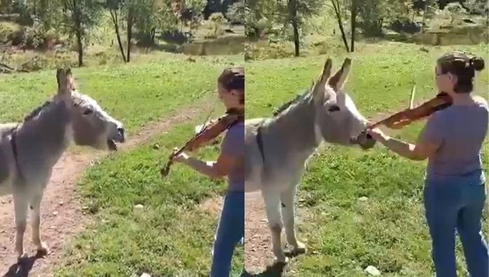 Singing donkey video goes viral in Internet