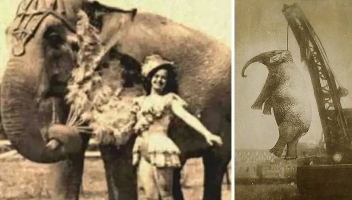 Mary, the only elephant to be hanged to death