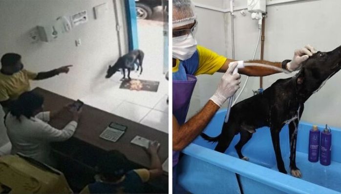 Dog came to the veterinary hospital for his own treatment
