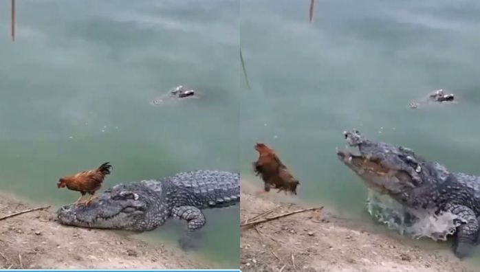 Hen walking through Crocodiles head