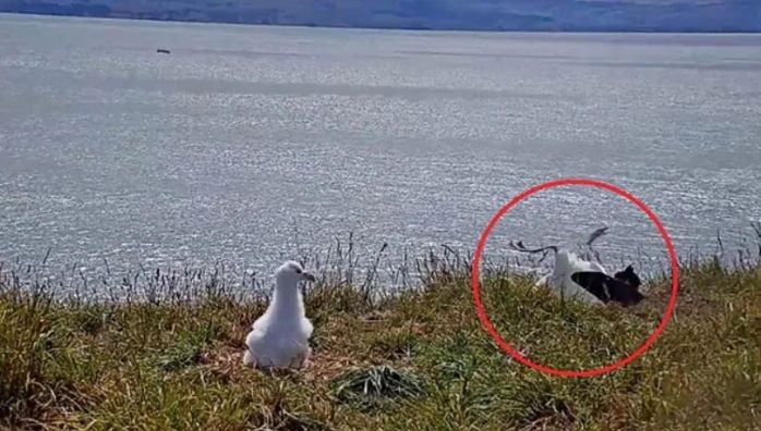 Viral Video Catches Albatross In Awkward Landing
