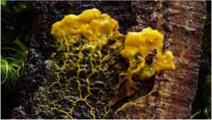 Slime Mold Doesn't Have a Brain, But It Can 'Remember'