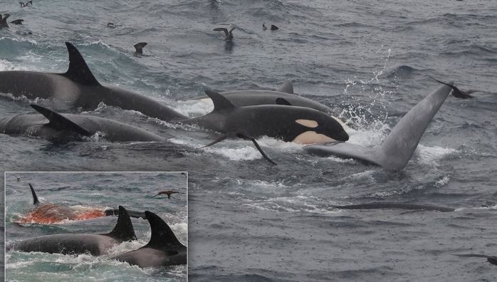 Blue Whale attacked by 75 Killer Whales