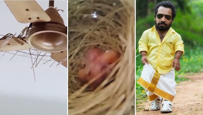 Guinness Pakru shares video of Bulbul Nesting on a fan