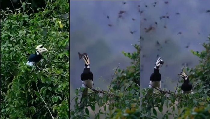 Hornbill viral hunting video