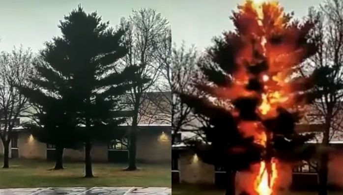 Video Shows Lightning Strike Destroying A Tree