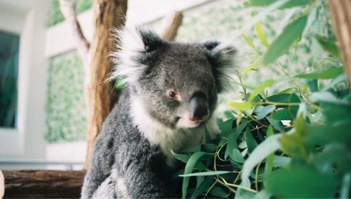 Midori holds Guinness world record for oldest living koala