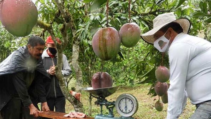 guinness record for worlds heaviest mango