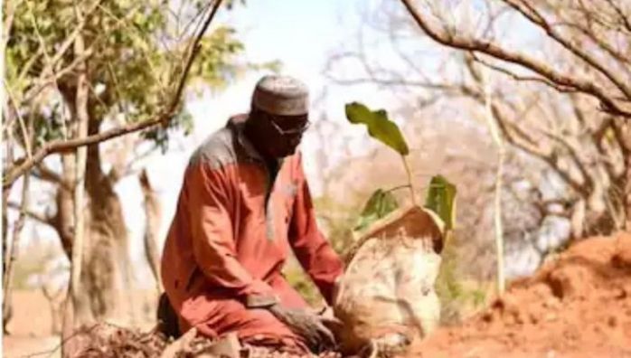 70-year-old transforms barren land into forest