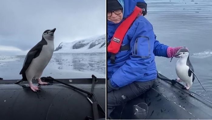 Lonely Penguin Jumps Into Tourist Boat for Tour