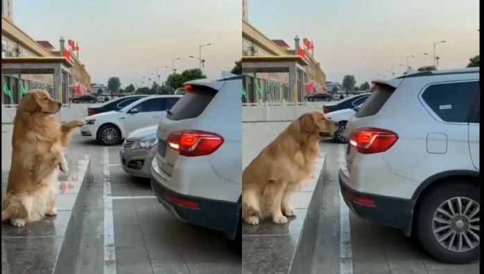 Dog helps his owner to park car viral video