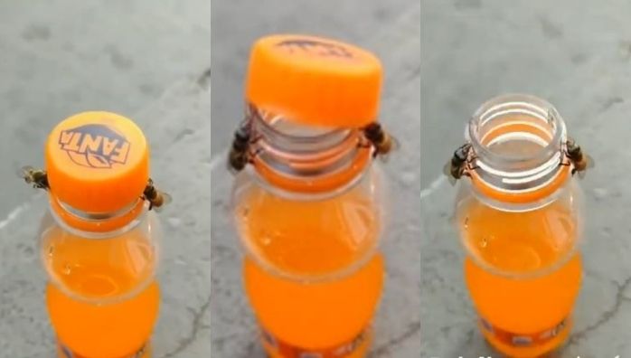 Bees opens bottle's cap viral video