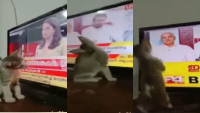 Cat trolling Twenty Four News viral video
