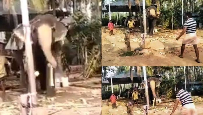 Elephant playing cricket viral video