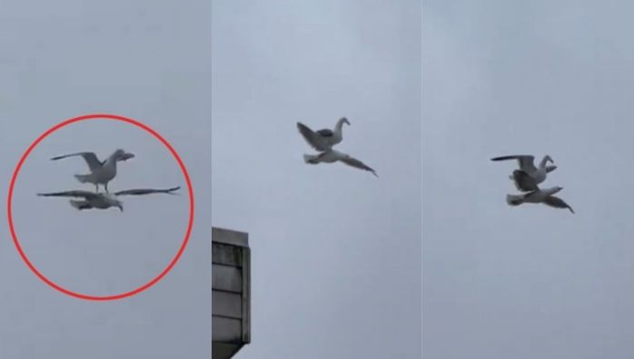 Seagull riding on its friend’s back during a flight