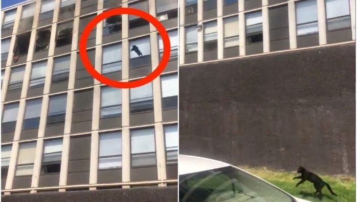 Cat jumps from 5th floor of burning building