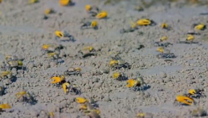 Crabs make collective movements with their colourful claws