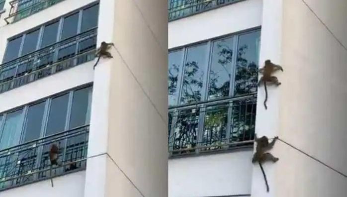 viral video of two monkeys climbing down a building