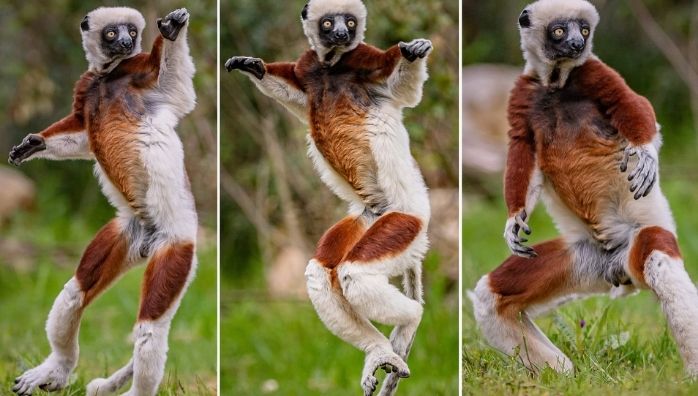 Dancing Lemur video goes viral in Social Media