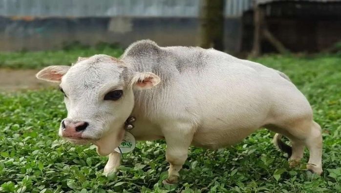 Rani, the 51cm dwarf cow in Bangladesh