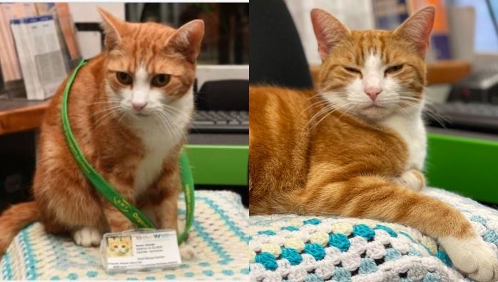 George The Stourbridge Junction Station Cat