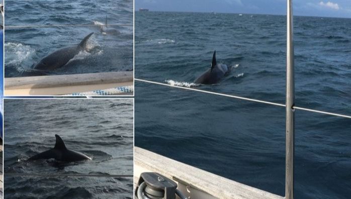 30 killer whales attacked boat viral video