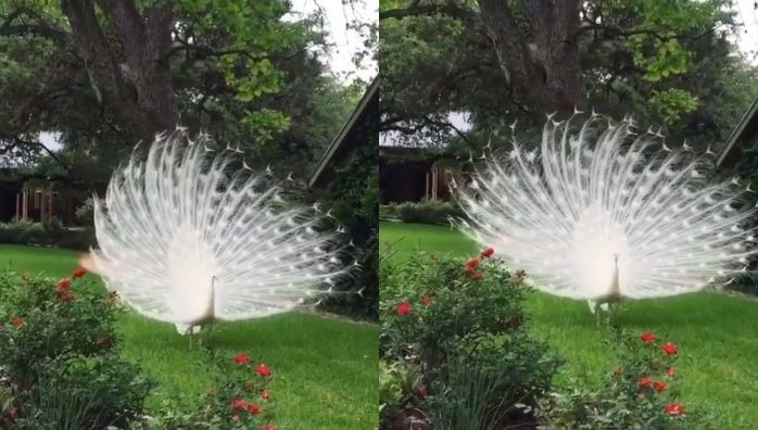 White peacock dancing video