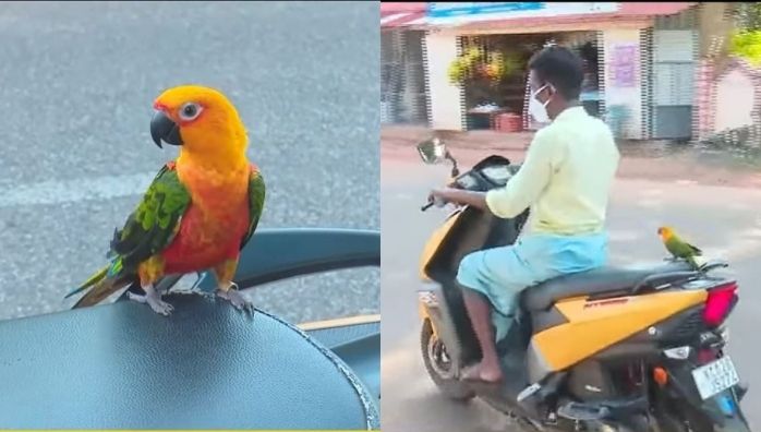 Adorable story of Rio parrot and owner