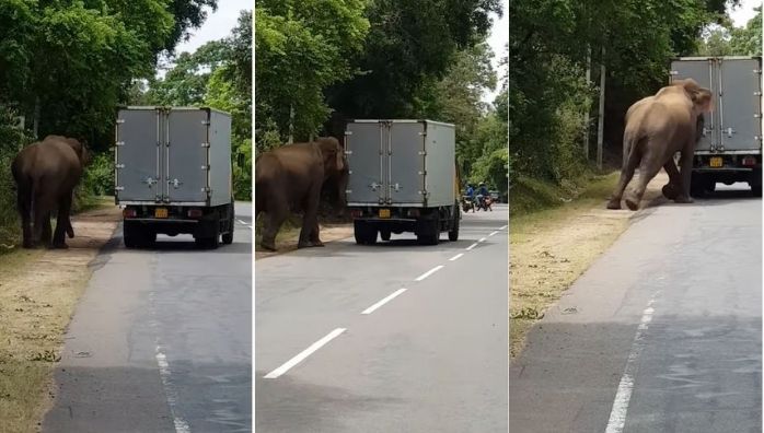 Elephant helps to start truck viral video